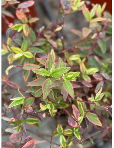 copy of Hypericum Tricolor... 2