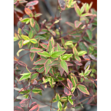 Pianta di Iperico Tricolor Vaso 18cm- Pianta Da Cespuglio|Mondo Piante