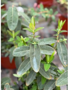 copy of Hypericum Hidcote... 2
