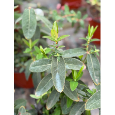 Pianta di Iperico Hidcote in Vaso 18cm-Pianta Cespuglio|Mondo Piante