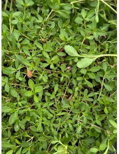 Pianta di Lippia repens in... 2