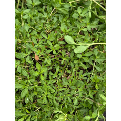 Pianta Lippia repens Vaso 18 cm: Vendita Online | Mondo Piante 2
