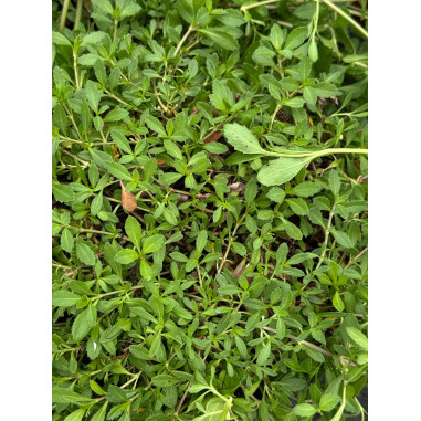 Pianta di Lippia repens  Vaso 18cm - Pianta Da Cespuglio |Mondo Piante