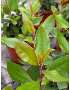copy of Corbezzolo Plant 2