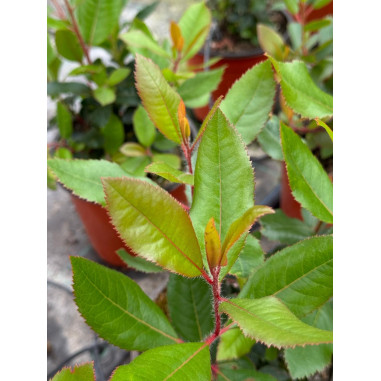 Corbezzolo Plant for Sale - Bush Plants Online | Mondo Piante