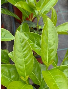 copy of Glossy Viburnum Plant 2