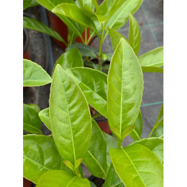 Pianta di Viburno Lucido in Vaso 18cm - Piante Da Siepe | Mondo Piante