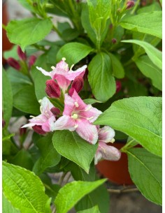 Pianta di Weigela in Vaso... 2