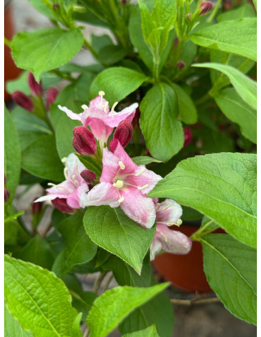 Pianta di Weigela in Vaso 18cm-Pianta Da Cespuglio Online|Mondo Piante