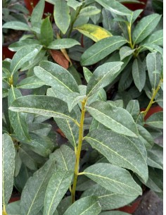 copy of Cherry Laurel plant 2