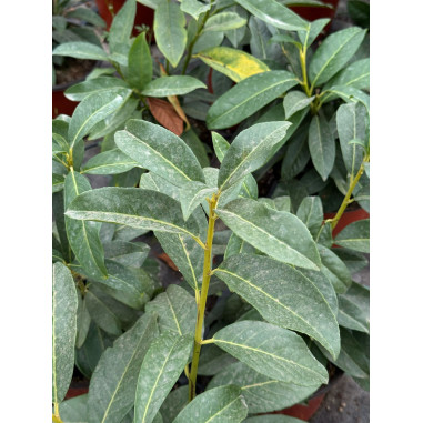 Pianta Lauroceraso in Vaso 18cm-Piante Da Siepe|Mondo Piante
