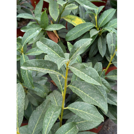 Pianta Lauroceraso (Prunus laurocerasus) Vaso 18cm | Mondo Piante