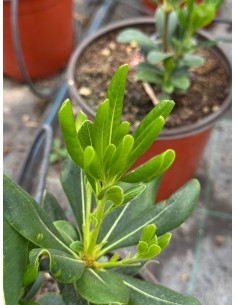 Pianta di Pitosforo Tobira... 2
