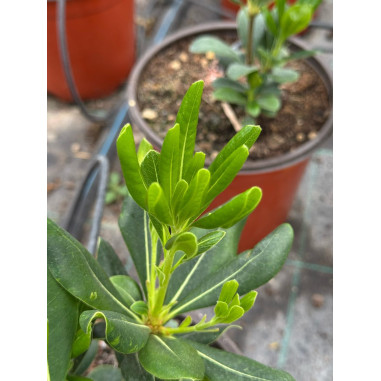 Pianta di Pitosforo Tobira in Vaso 18cm - Piante Da Siepe|Mondo Piante