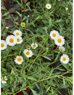 copy of Bonsai Ficus Ginseng 2