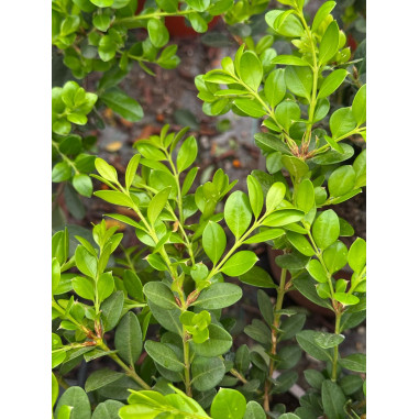Pianta Buxus Rotundifolia Vaso 18-Vendita Piante Online|Mondo Piante