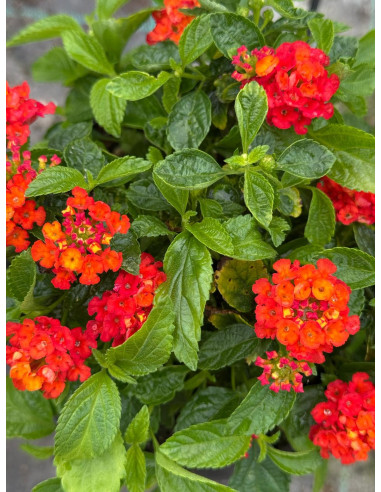 Pianta di Lantana Camara Vaso 18cm-Pianta Da Cespuglio|Mondo Piante