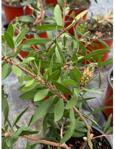 Pianta di Callistemon in... 2