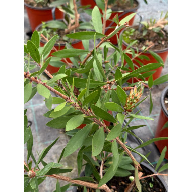 Pianta di Callistemon in Vaso 18cm- Piante Da Cespuglio|Mondo Piante