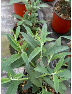 Buddleja Plant 2