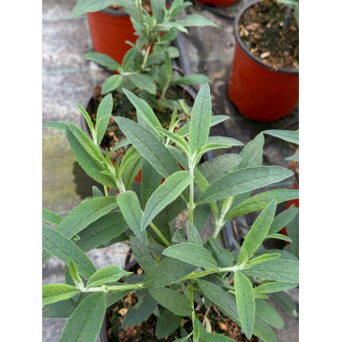 Pianta di Buddleja Vaso 18cm - Piante Da Cespuglio | Mondo Piante