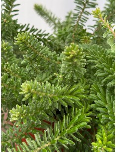 PiantA di Grevillea... 2