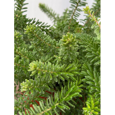 Pianta di Grevillea Tamboritha Vaso 18cm - Pianta Online|MondoPiante