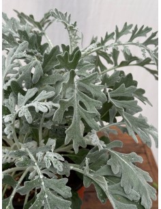 Pianta di Cineraria... 2