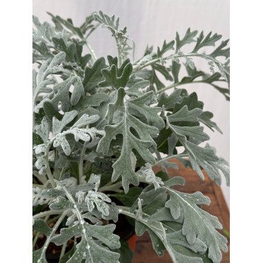 Pianta Cineraria Marittima Vaso 18cm - Piante Da Cespuglio|MondoPiante