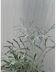 Pianta di Cineraria Sylver... 2
