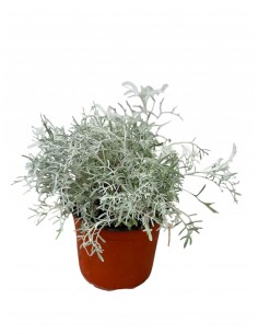copy of Cineraria Sylver...