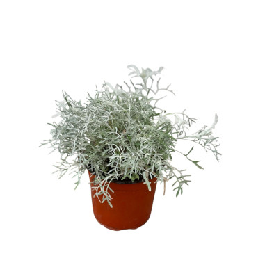 Pianta Cineraria Sylver Dust Vaso 18cm- Piante Cespuglio|MondoPiante