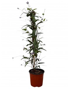 copy of Buddleja Plant