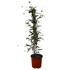 Pianta Hardenbergia Vaso 18 cm | Mondo Piante