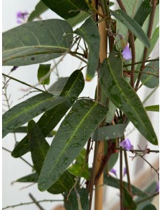 Pianta di  Hardenbergia in... 2