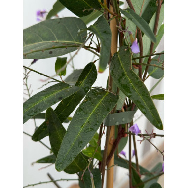 Pianta di  Hardenbergia in Vaso 18cm - Piante Rampicanti| Mondo Piante