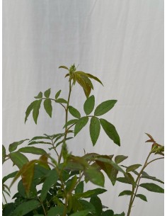 copy of Rosa Plant 2