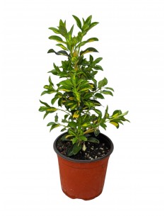 Pianta di Euonymus...