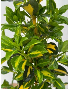 Pianta di Euonymus... 2