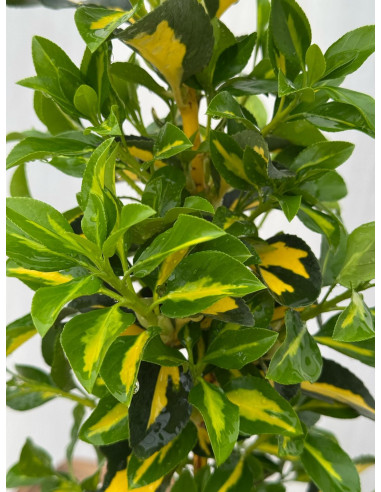 Pianta di Euonymus Livornese in Vaso 18cm-Piante Da Siepe |Mondo Piante