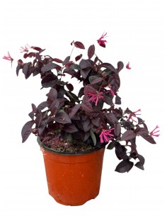 Pianta di Loropetalum in...
