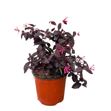 Vendita Pianta Loropetalum Vaso 18 | Mondo Piante
