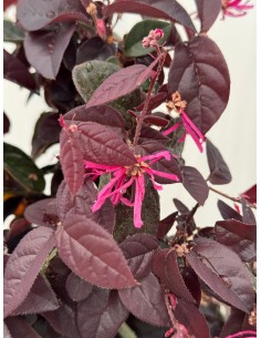 copy of Loropetalum Fire... 2