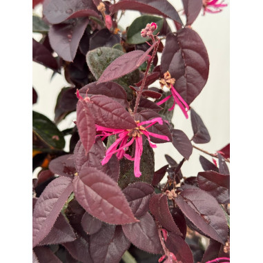 Pianta di Loropetalum in Vaso 18cm - Pianta Da Cespuglio |Mondo Piante