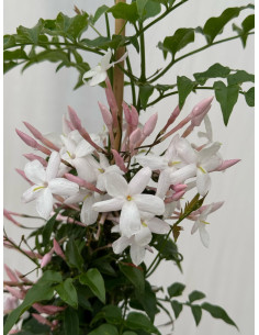 Pianta Gelsomino Polyanthum Vaso 18 cm | Mondo Piante 2