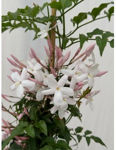 Polyanthum jasmine Plant 2