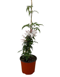 Pianta Gelsomino Polyanthum Vaso 18 cm | Mondo Piante