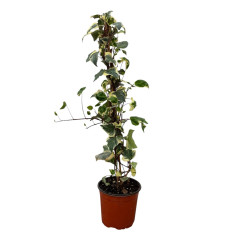 Pianta Edera Gloire de Marengo Vaso 18 cm | Mondo Piante