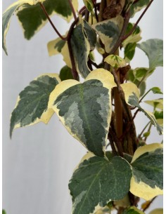 Pianta Hedera algeriensis... 2