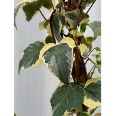 Pianta Hedera Algeriensis In Vaso 18cm-Pianta Rampicante |Mondo Piante